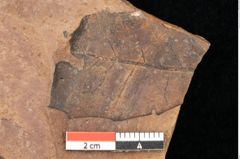 Foto (Detailsansicht) von Quercus palaeoilex Ettingshausen (NHMW-GEO-2024-0188-0959)